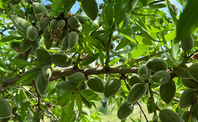 Comment l'amandier s'adapte-t-il au changement climatique ?