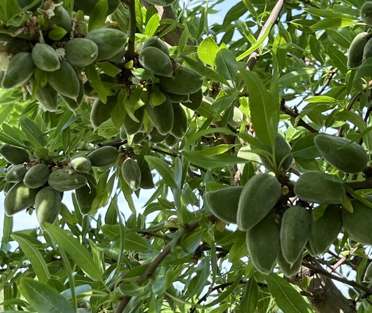 Amandes et verger Casamande