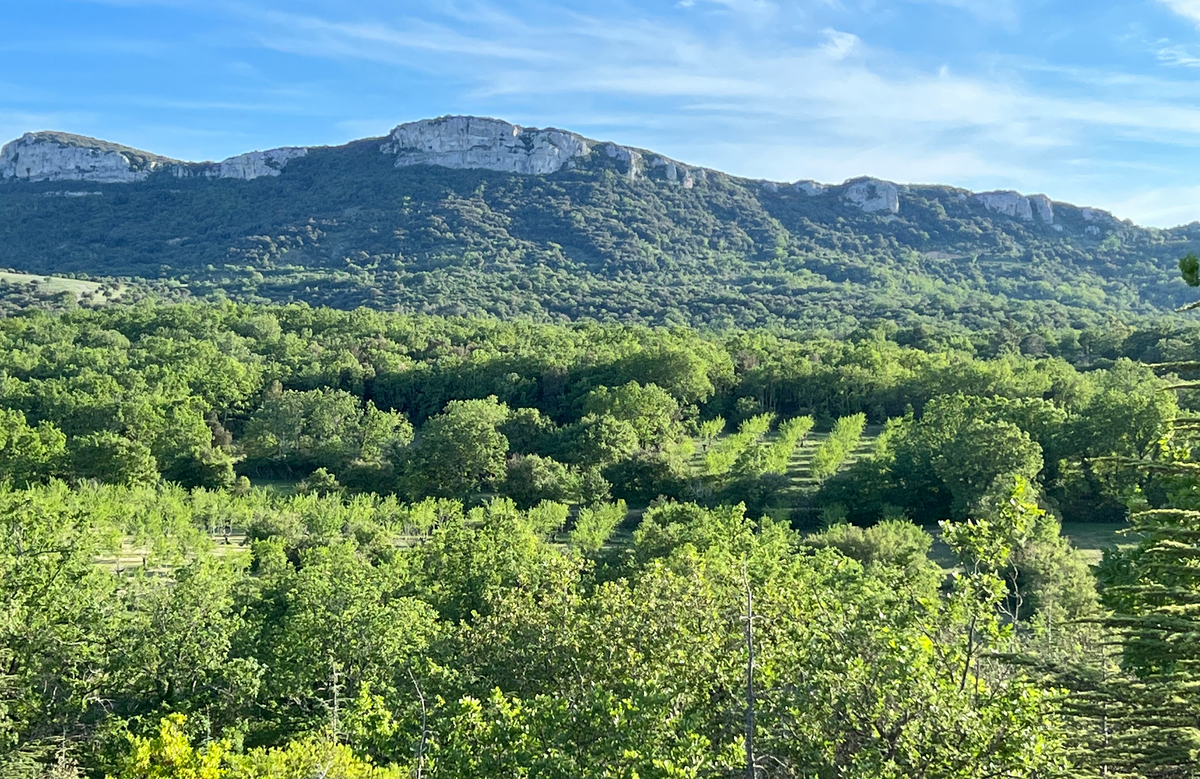 Paysage du domaine Casamande