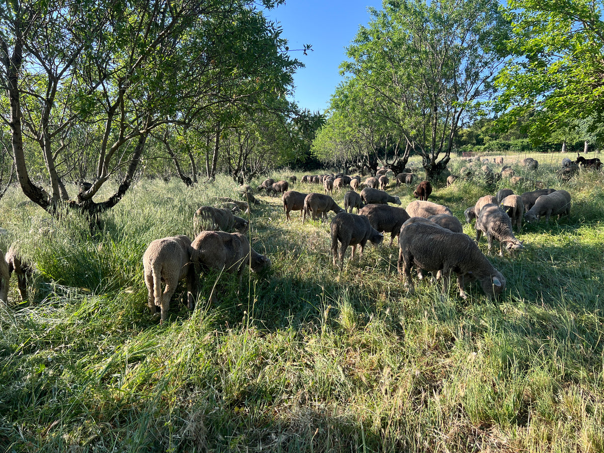 Amandiers et garrigue sur le domaine